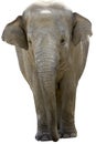 Asian elephant Royalty Free Stock Photo