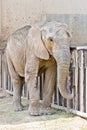 Asian elephant Royalty Free Stock Photo