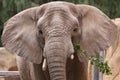 Asian elephant Royalty Free Stock Photo