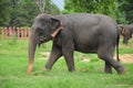 Asian Elephant Royalty Free Stock Photo