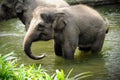 Asian Elephant Royalty Free Stock Photo