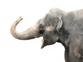 Asian Elephant Royalty Free Stock Photo