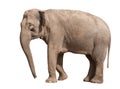 Asian Elephant Royalty Free Stock Photo