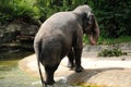 Asian Elephant Royalty Free Stock Photo