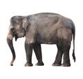 Asian Elephant Royalty Free Stock Photo