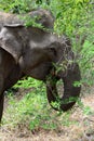 Asian Elephant Royalty Free Stock Photo