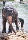 Asian elephant and animal husbandy at river near the village of Pinnawala