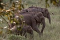 Asian elephant