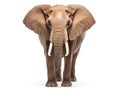 Asian elephant