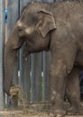 Asian elephant baby is smiling Royalty Free Stock Photo