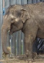 Asian elephant baby is smiling Royalty Free Stock Photo