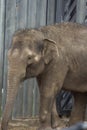 Asian elephant baby is smiling Royalty Free Stock Photo