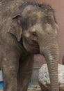 Asian elephant baby is smiling Royalty Free Stock Photo