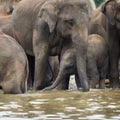 Asian elephant baby standing under her mother in water Royalty Free Stock Photo