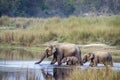 Asian Elephant in Bardia national park, Nepal Royalty Free Stock Photo