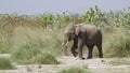 Asian elephant in Bardia, Nepal Royalty Free Stock Photo