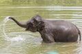 Asian elephant bathing itself at an ethical elephant sanctuary Royalty Free Stock Photo