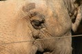 Asian elephant behind a security fence, close up, background Royalty Free Stock Photo