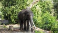 Asian Elephant bull chained during musth or must in HD