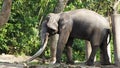 Asian Elephant bull chained during musth or must in HD, panning camera shot closeup