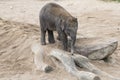 Asian elephant baby balancing