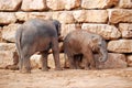 Asian elephant calf and his mother Royalty Free Stock Photo