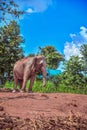 Asian Elephant. Care for an Elephant needing Rest and Recuperation in surin Thailand Royalty Free Stock Photo