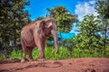 Asian elephant. Care for an Elephant needing Rest and Recuperation in surin Thailand