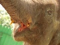 Asian elephant closeup Royalty Free Stock Photo