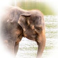 Asian elephant Closeup of the head