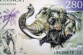 Asian elephant a portrait from money