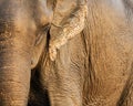 Asian elephant closeup shot