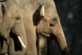 The Asian Elephant (couple) Royalty Free Stock Photo