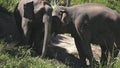 Asian elephant couple in jungle sanctuary thailand Royalty Free Stock Photo