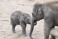 Asian elephants, baby and sibling tender together