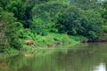 Asian Elephant eating grass in forest Royalty Free Stock Photo