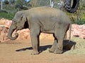 Asian elephant eating hay Royalty Free Stock Photo