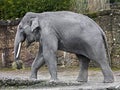 Asian elephant in its enclosure 2 Royalty Free Stock Photo