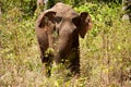 An Asian elephant eating and roaming through the jungle in Cambodia