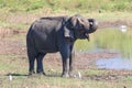 Asian elephant is bathing in mud in Uda Walawe national park, Sr Royalty Free Stock Photo