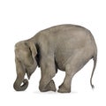 Asian Elephant - Elephas maximus (40 years) Royalty Free Stock Photo