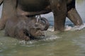 The Asian elephant Elephas maximus, also called Asiatic elephant, is the only living species of the genus Elephas and is distrib Royalty Free Stock Photo