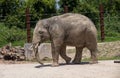 An Asian Elephant (Elephas maximus) in Sydney