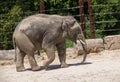 An Asian Elephant (Elephas maximus) in Sydney