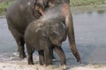 Asian Elephant Elephas maximus with Baby