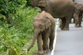 Asian Elephant (Elephas maximus)