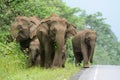 Asian Elephant (Elephas maximus)