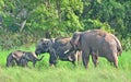 Asian Elephant - Elephas maximus family with dominant male tusker in an Indian forest Royalty Free Stock Photo