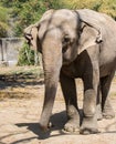 Asian elephant Closeup Front Profile