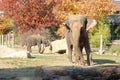 Asian Elephant at Prague Zoo, Czechia